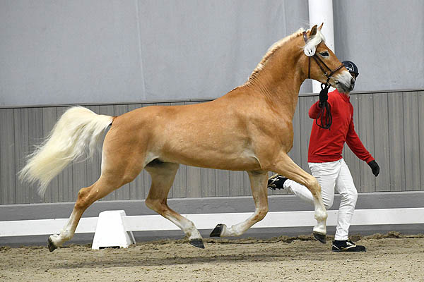 Foto: Denise Senkhorst-Wulf - Unsere Hengste 2024