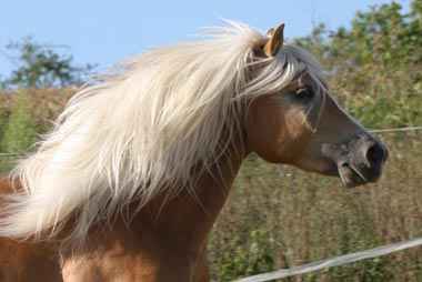 Unser Hengst MEASTRO