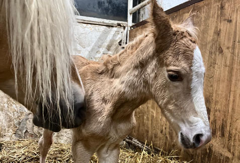Ein NOTRE BEAU-Mädchen, soeben „geschlüpft“