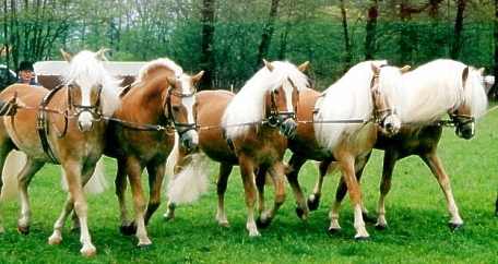 5er Hengst-Koppel (v.links): Adonis. Hit. Alhi Vital, Nibelung San, Maestro