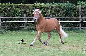 Unser Hengst MAITRE