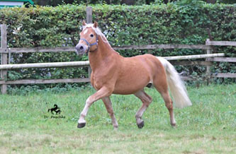 Unser Hengst MAITRE