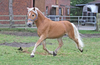 Unser Hengst MAITRE