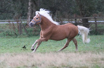 Unser Hengst MAITRE