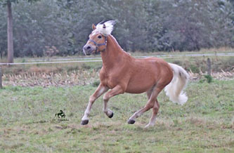 Unser Hengst MAITRE