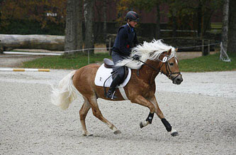Unser Hengst MAITRE