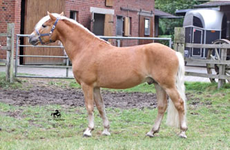 Unser Hengst MAITRE