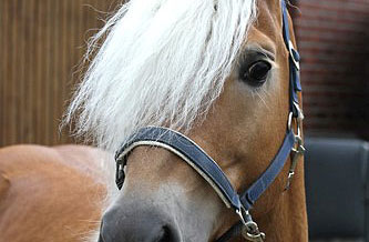 Unser Hengst MAITRE