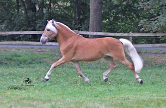 Unser Hengst MAITRE