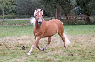 Unser Hengst MAITRE