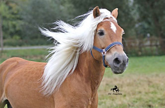 Unser Hengst MAITRE