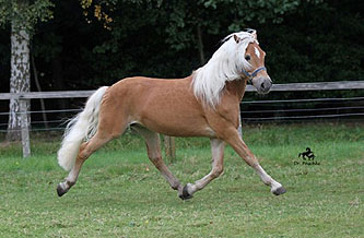 Unser Hengst MAITRE