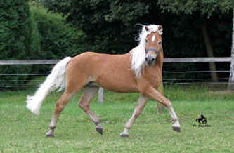 Unser Hengst MAITRE