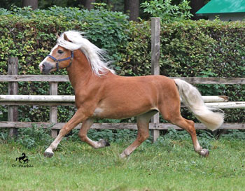 Unser Hengst NOTRE BEAU