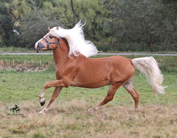 Unser Hengst NOTRE BEAU