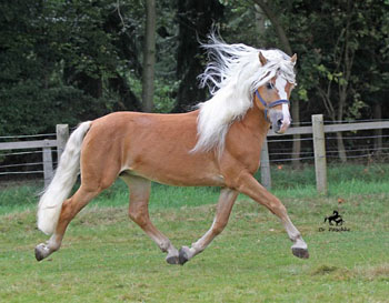 Unser Hengst NOTRE BEAU