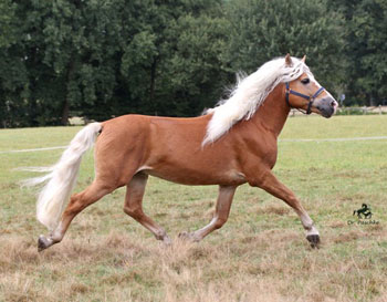 Unser Hengst NOTRE BEAU