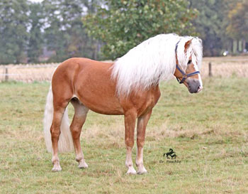 Unser Hengst NOTRE BEAU
