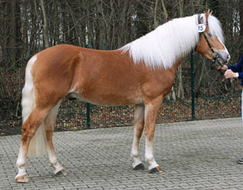 Unser Hengst NOTRE BEAU