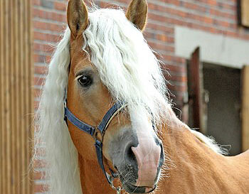 Unser Hengst NOTRE BEAU