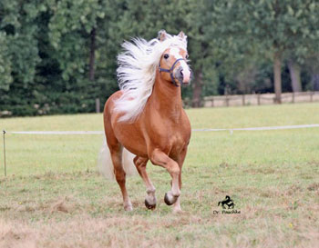Unser Hengst NOTRE BEAU