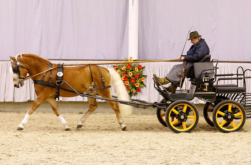 Unsere Hengst-Parade 2023
