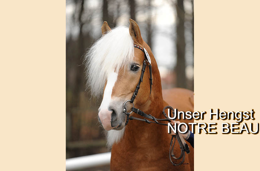 Unsere Hengst-Parade 2023